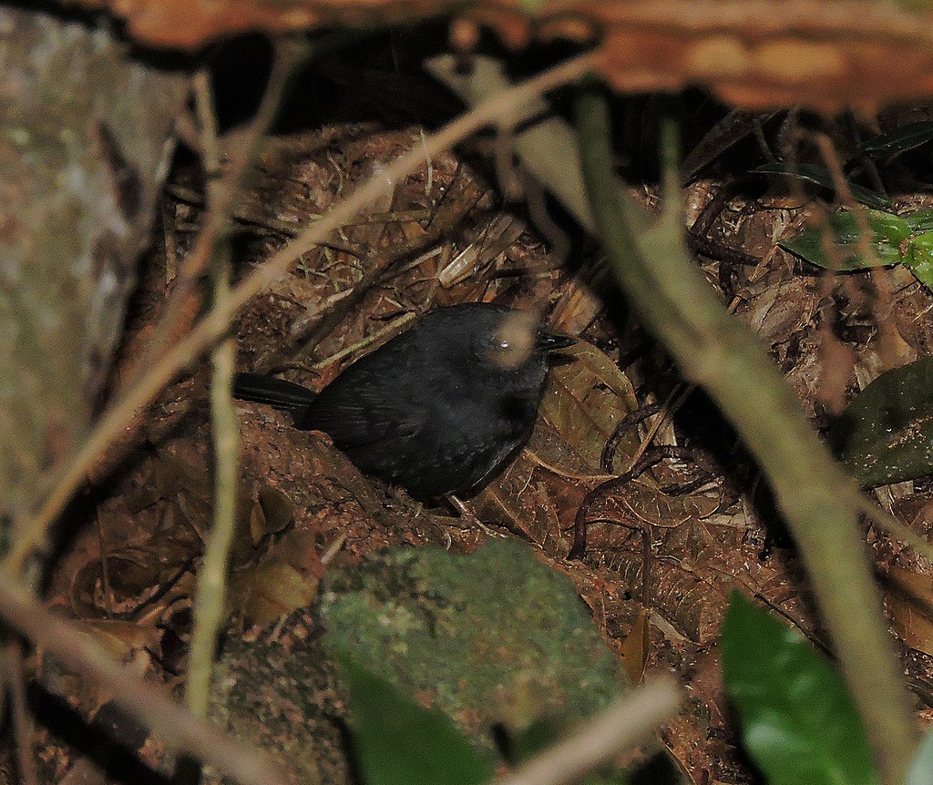 Mouse-colored Tapaculo - ML172324281