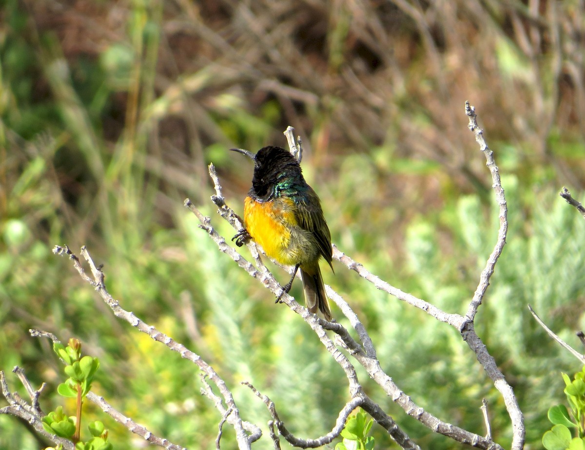 Orange-breasted Sunbird - Michael Mandracchia