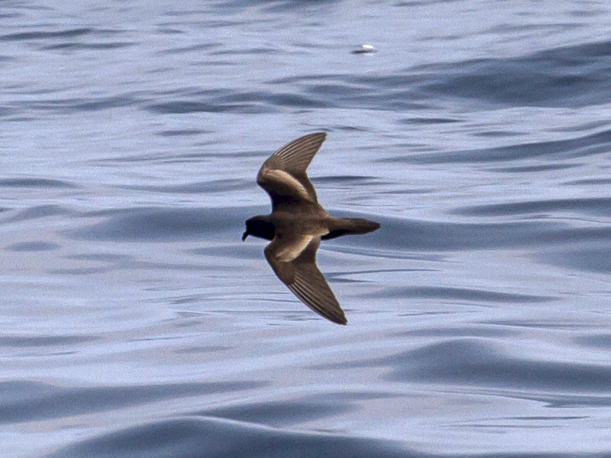 Least Storm-Petrel - eBird