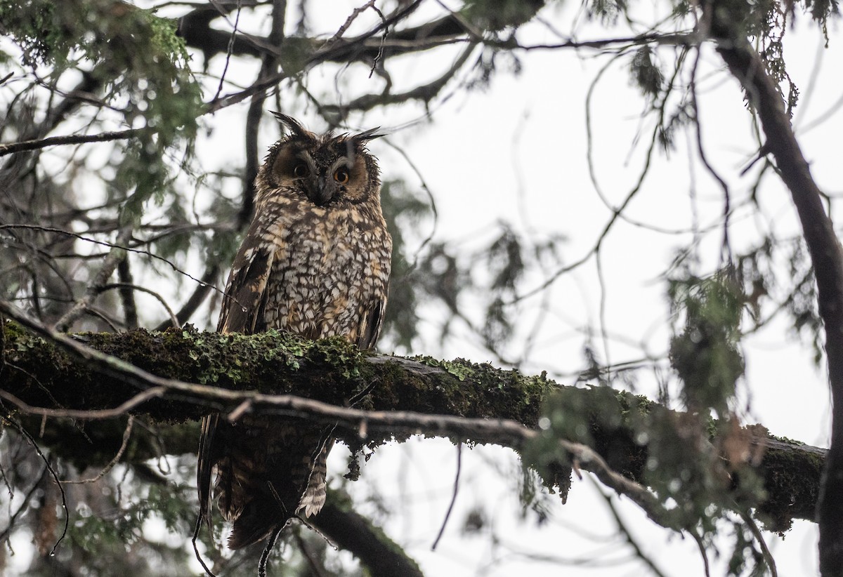 Abyssinian Owl - Forest Botial-Jarvis