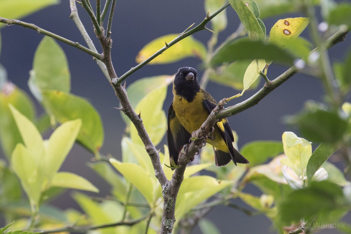 Olivaceous Siskin - ML172329161