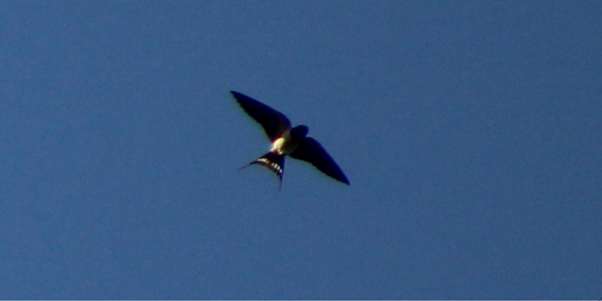 Barn Swallow - Mikie Green