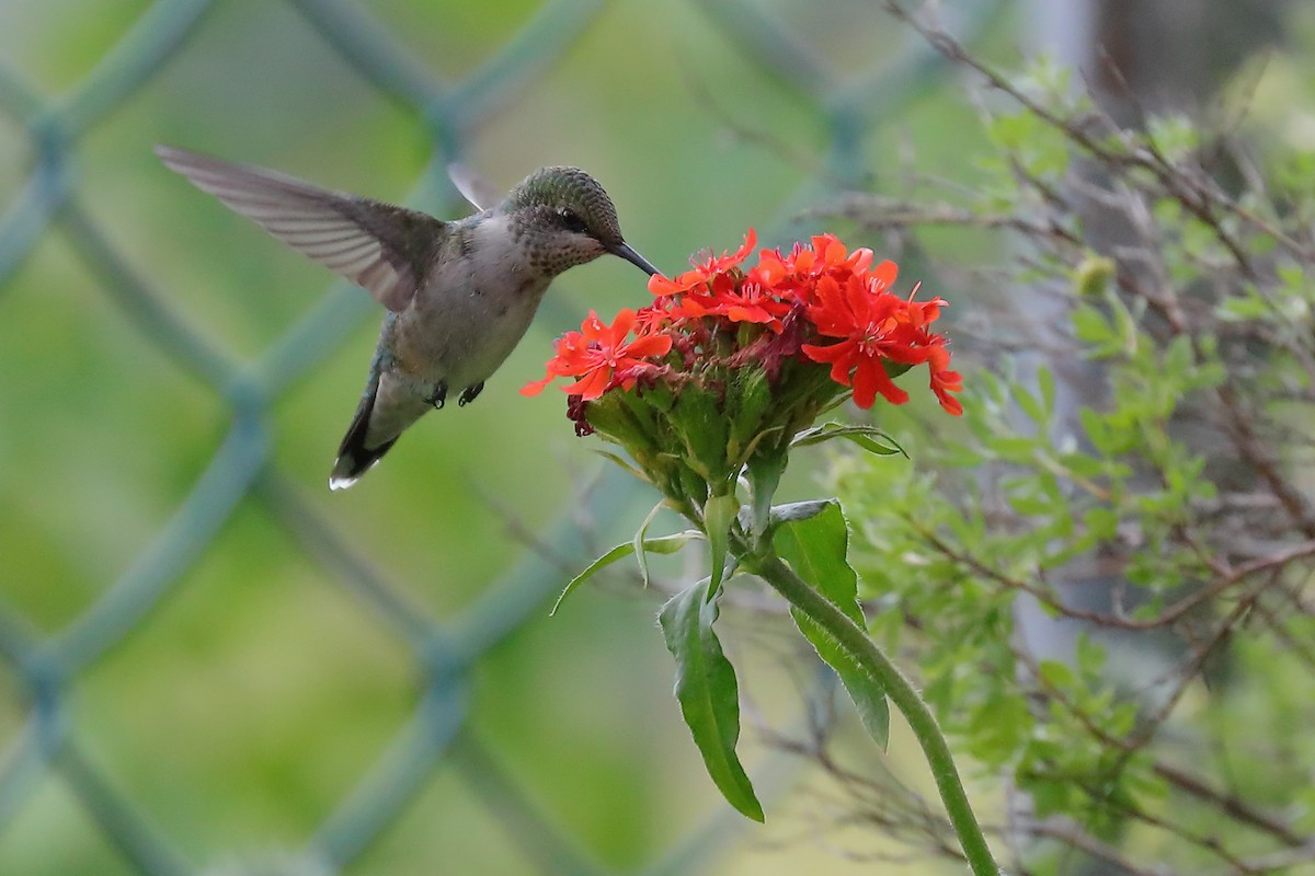 Ruby-throated Hummingbird - ML172332571
