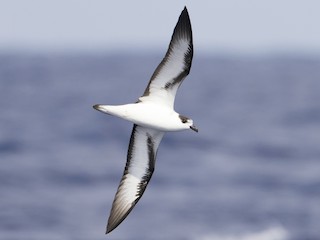  - Black-capped Petrel (White-faced)