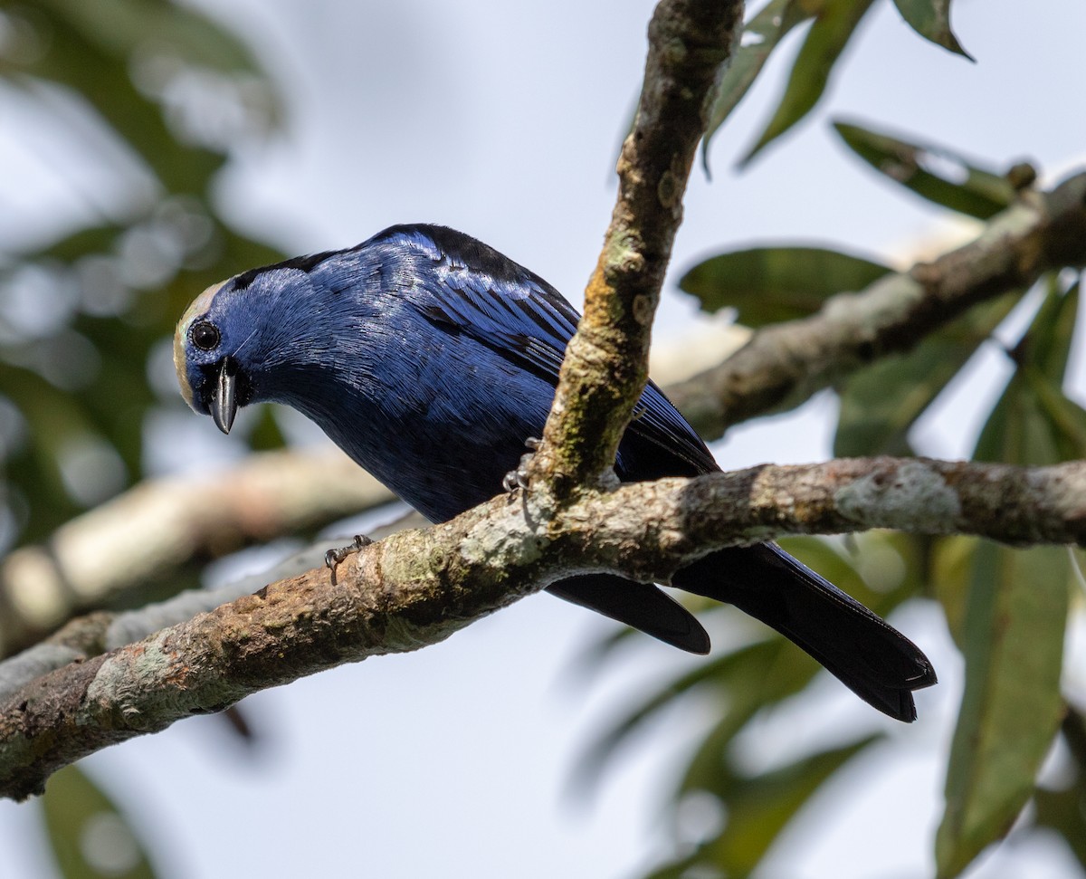 Opal-crowned Tanager - ML172340261