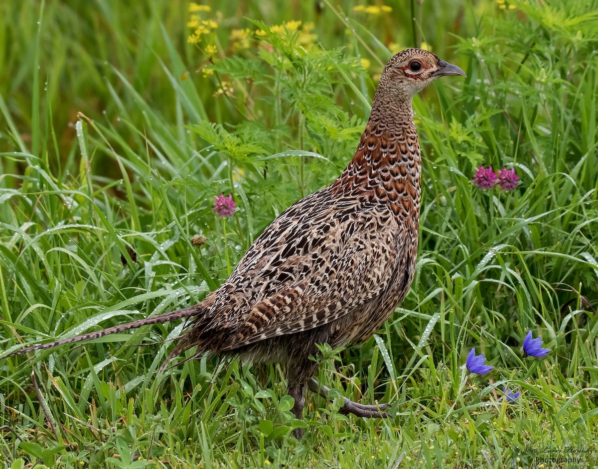 Ring-necked Pheasant - Lorri Howski 🦋