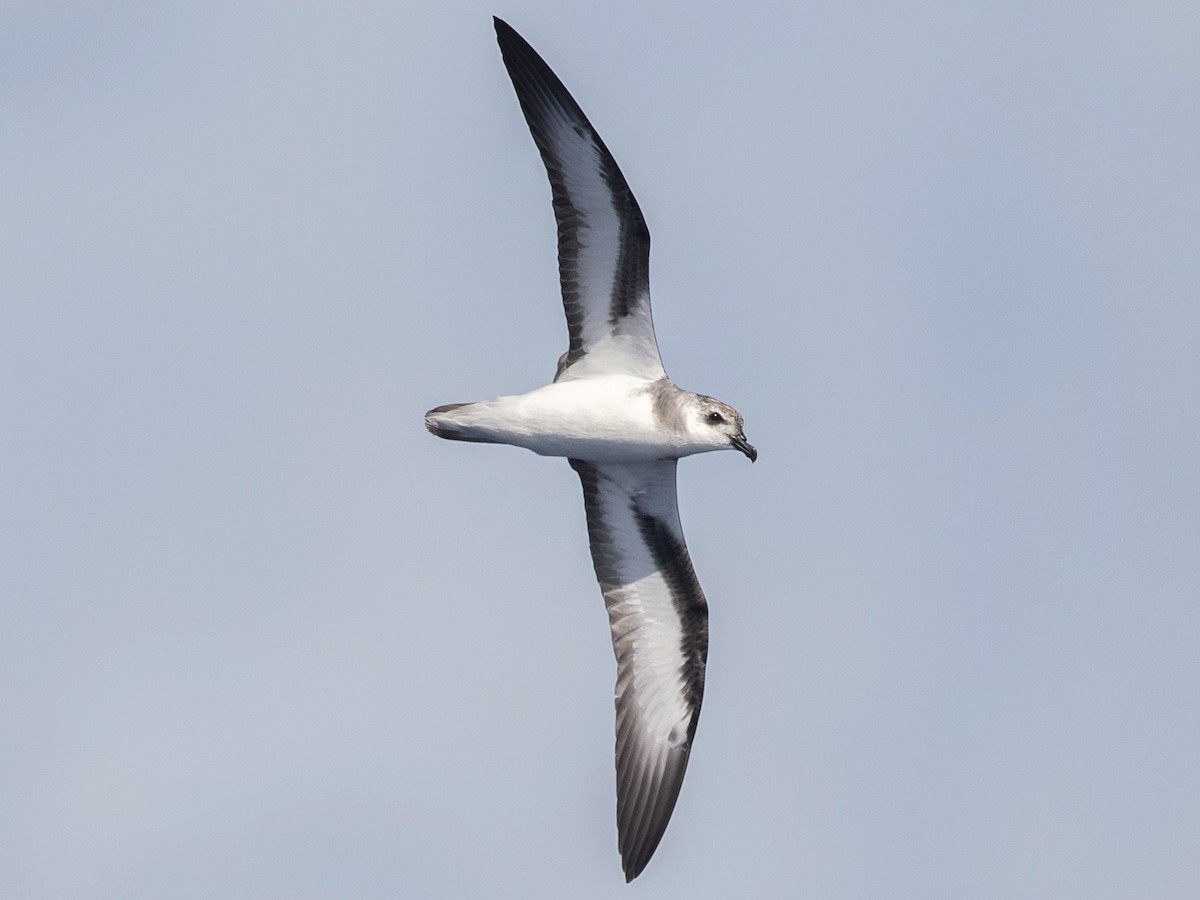 Black-winged Petrel - Pterodroma nigripennis - Birds of the World