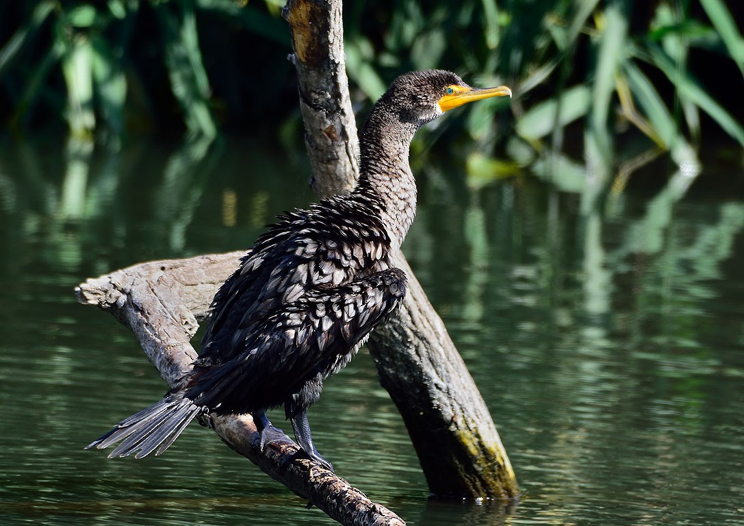 Double-crested Cormorant - Ad Konings