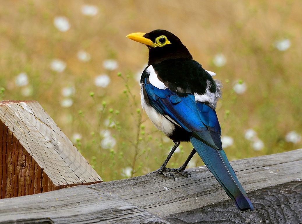 Yellow-billed Magpie - Ad Konings