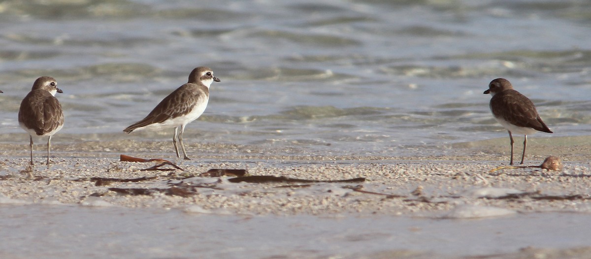 Greater Sand-Plover - Ashley Banwell