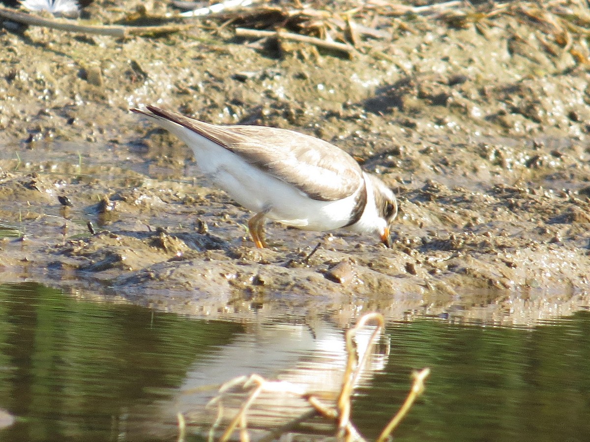 Semipalmated Plover - ML172347841