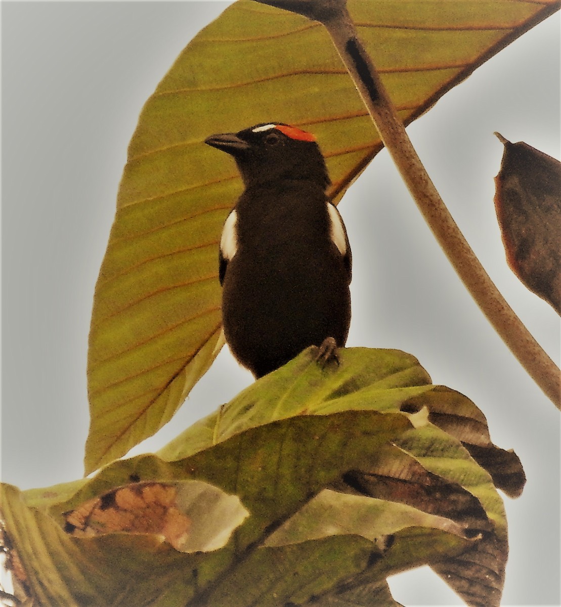 Scarlet-browed Tanager - ML172349521