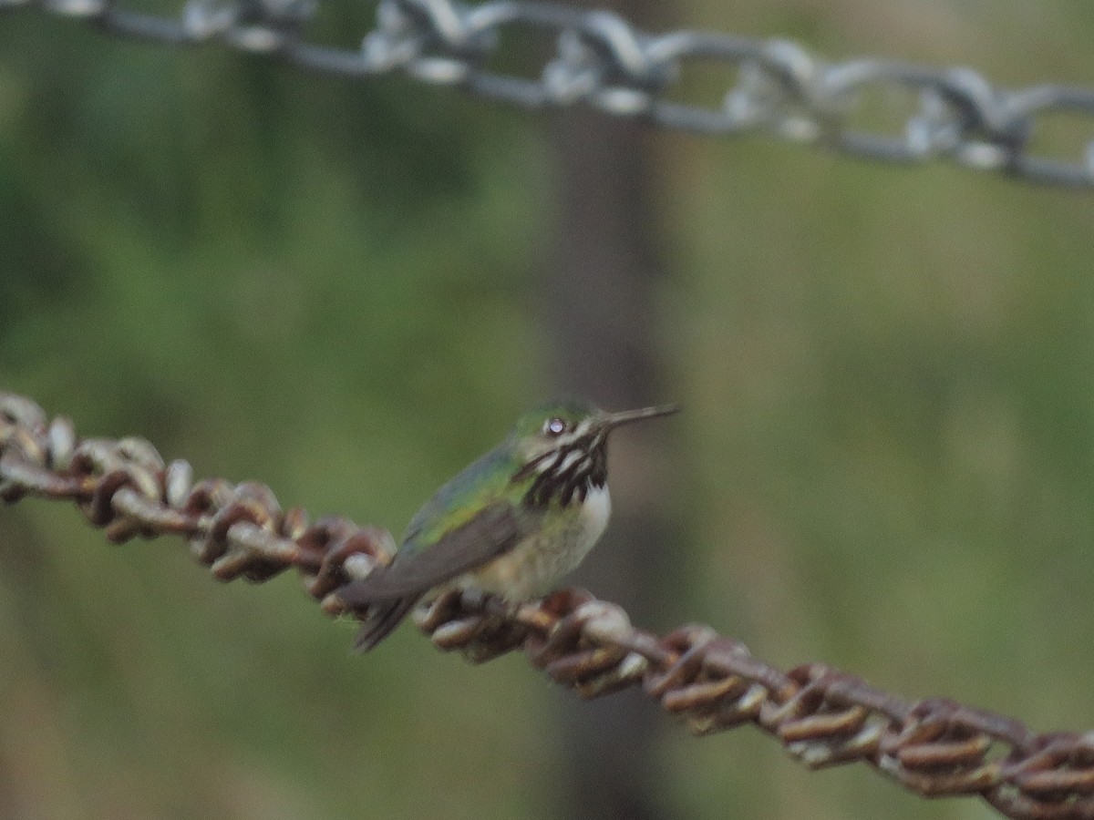 Calliope Hummingbird - ML172349921