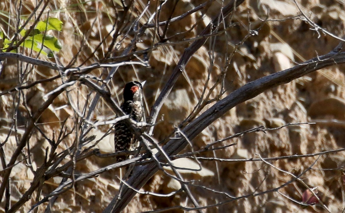 Striped Woodpecker - ML172351481