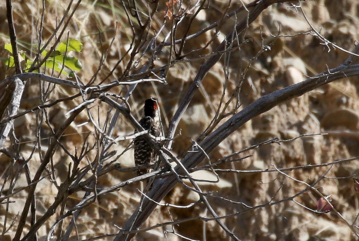 Striped Woodpecker - ML172351511