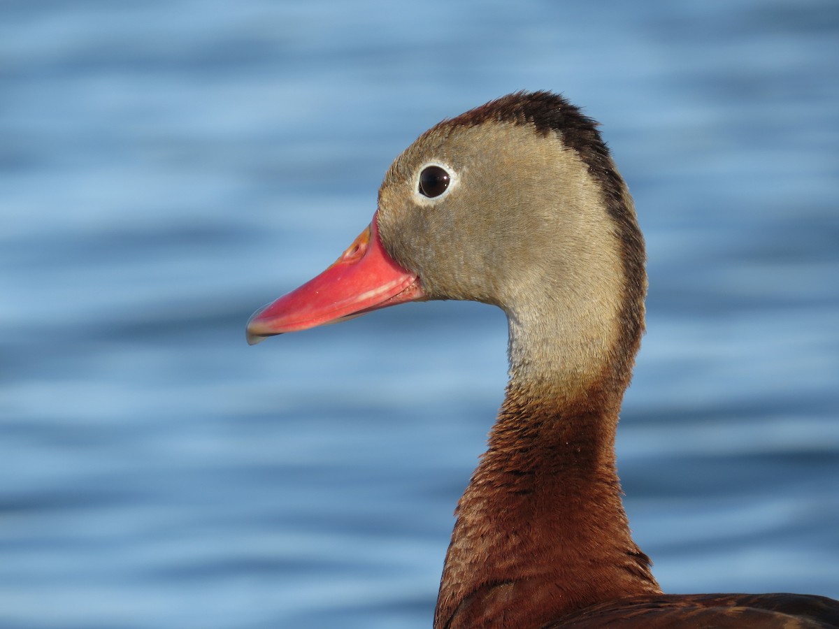 Black-bellied Whistling-Duck - ML172351991