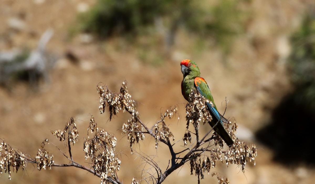 Red-fronted Macaw - ML172353721
