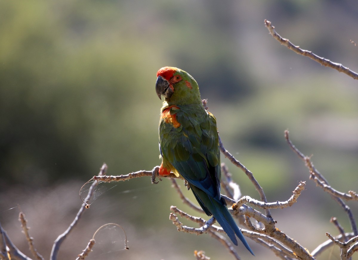 Red-fronted Macaw - ML172354521
