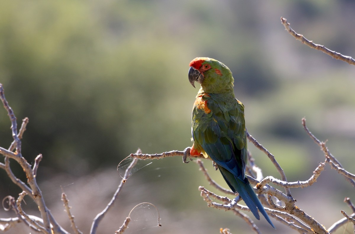 Red-fronted Macaw - ML172354951