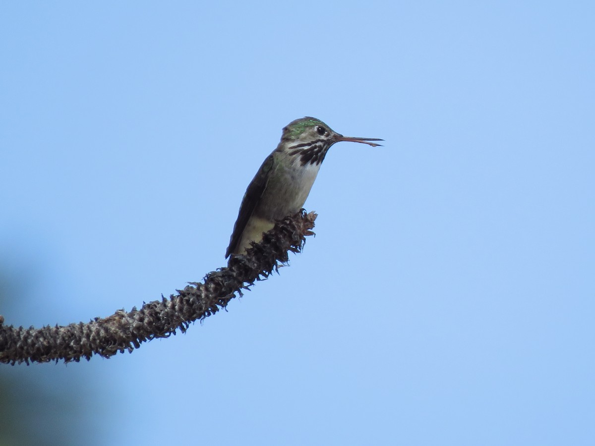 Calliope Hummingbird - ML172359191