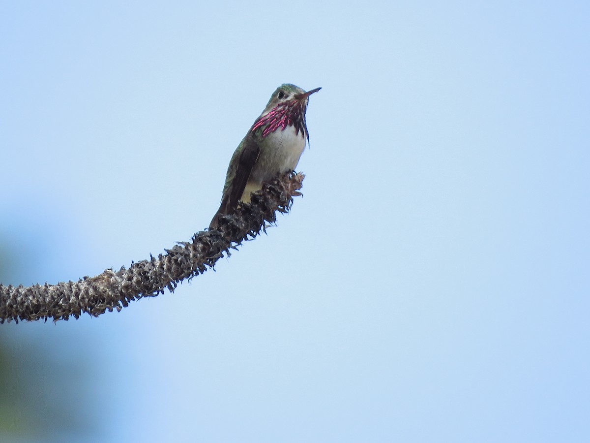 Calliope Hummingbird - ML172359231