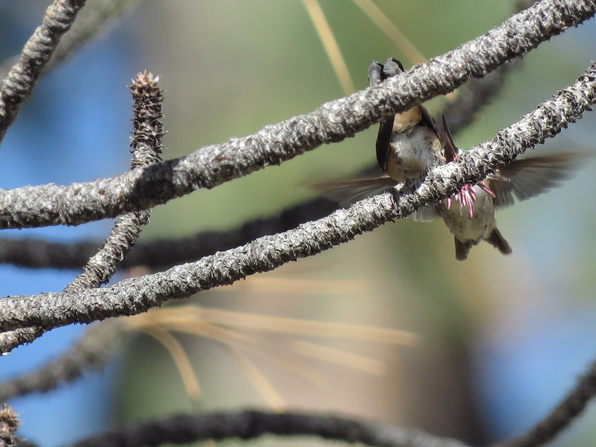 Calliope Hummingbird - ML172359421