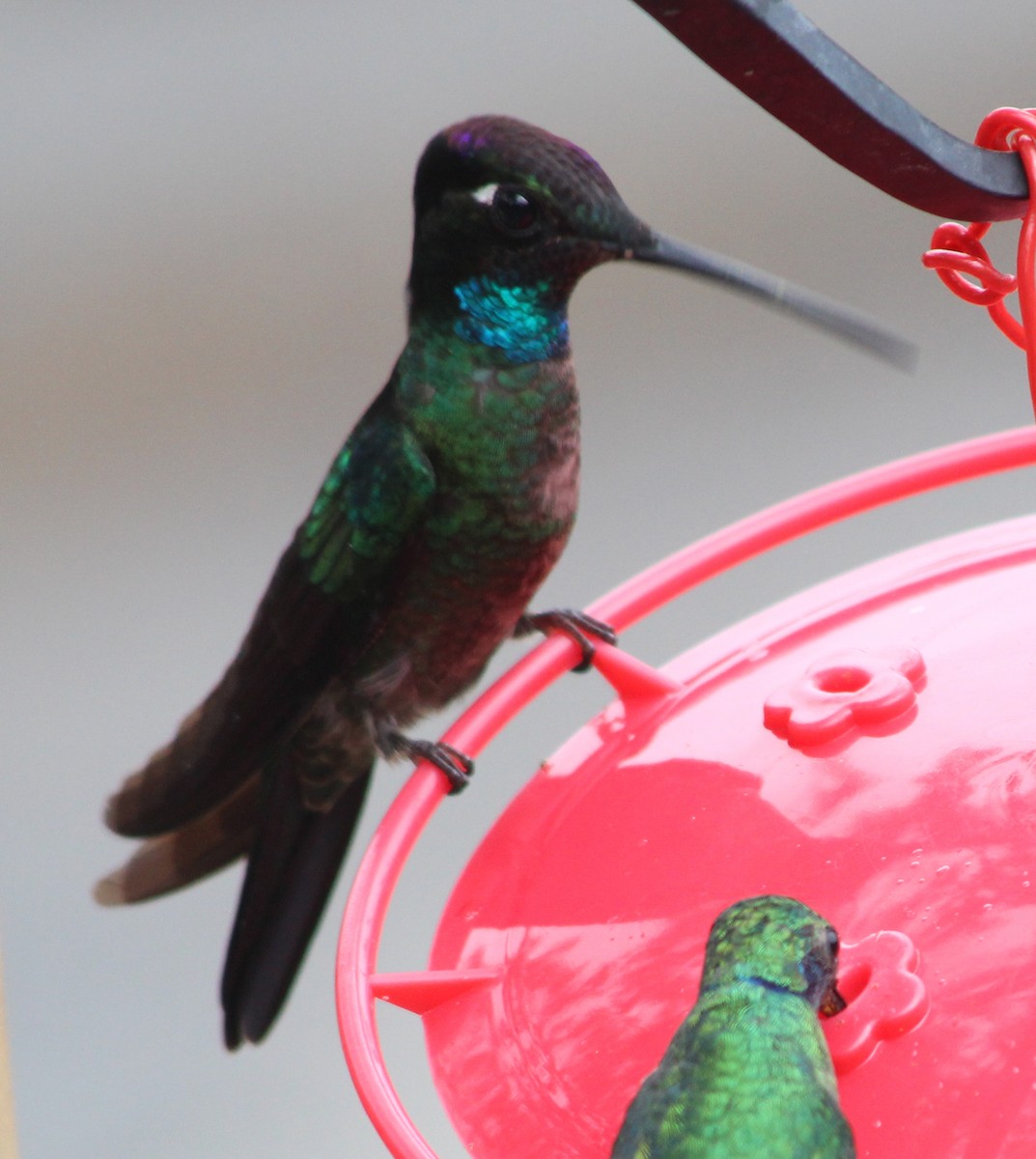 Talamanca Hummingbird - ML172363541
