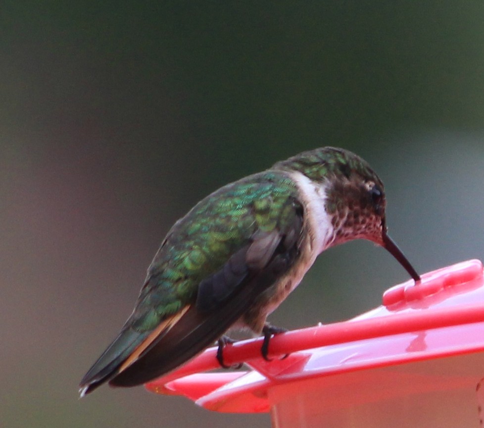 Scintillant Hummingbird - H. Resit Akçakaya