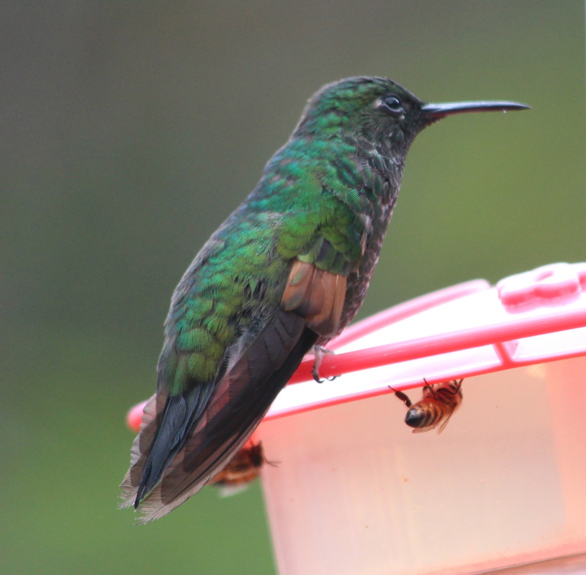 Stripe-tailed Hummingbird - ML172363681