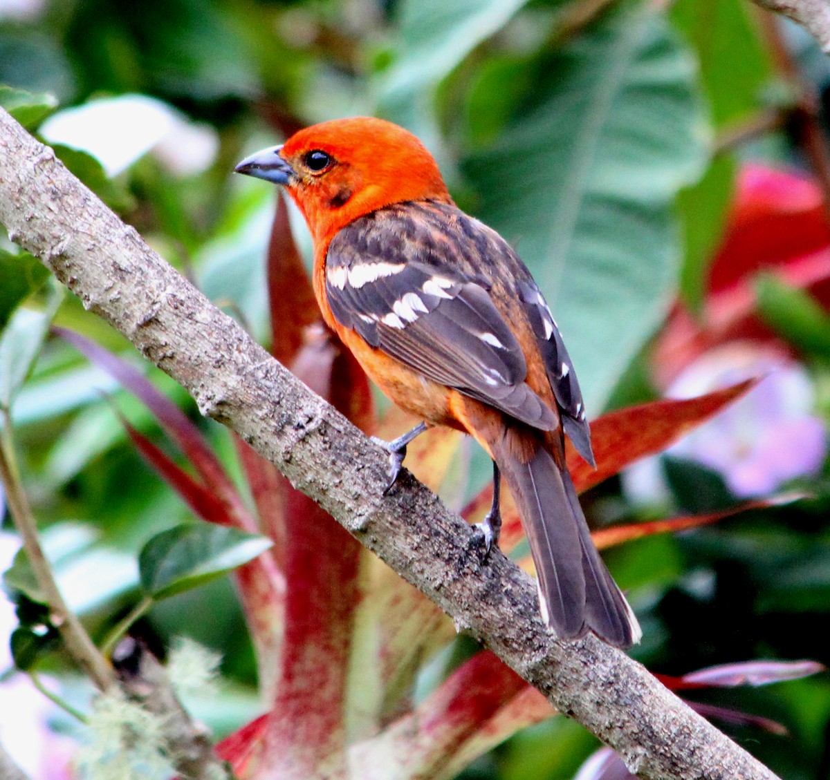 Flame-colored Tanager - ML172365421