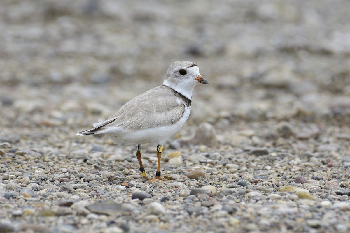 Piping Plover - ML172365581