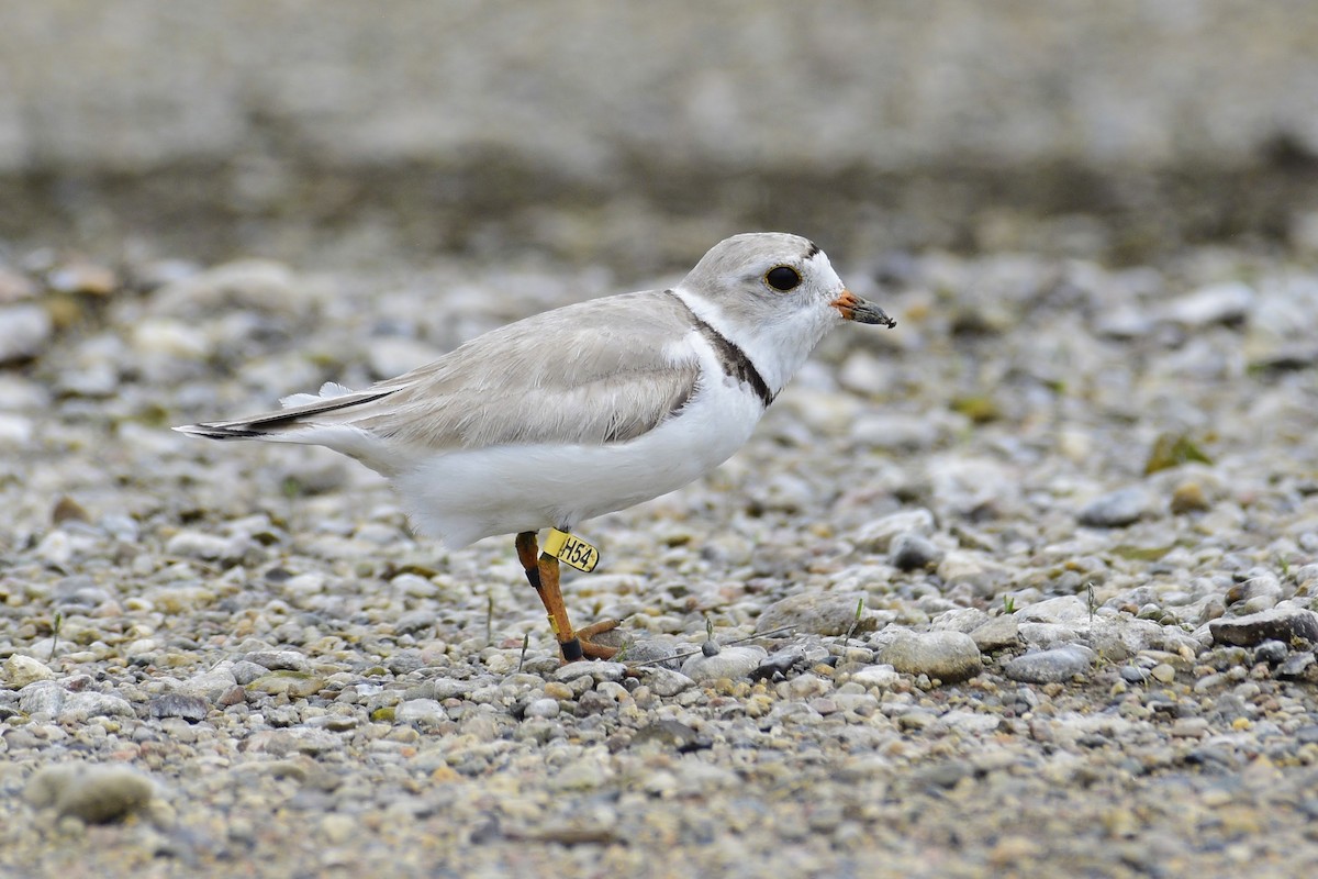 Piping Plover - ML172366031
