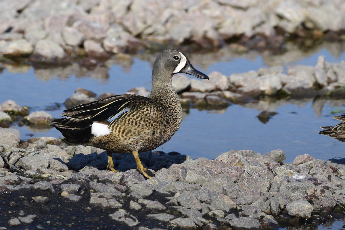 Blue-winged Teal - ML172367771