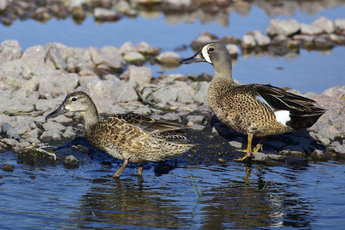 Blue-winged Teal - ML172367781