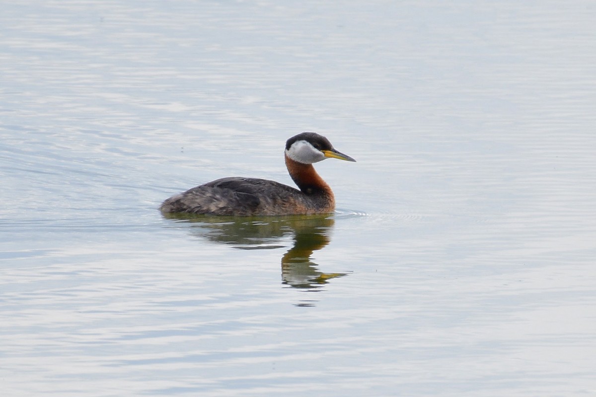 Red-necked Grebe - ML172368721