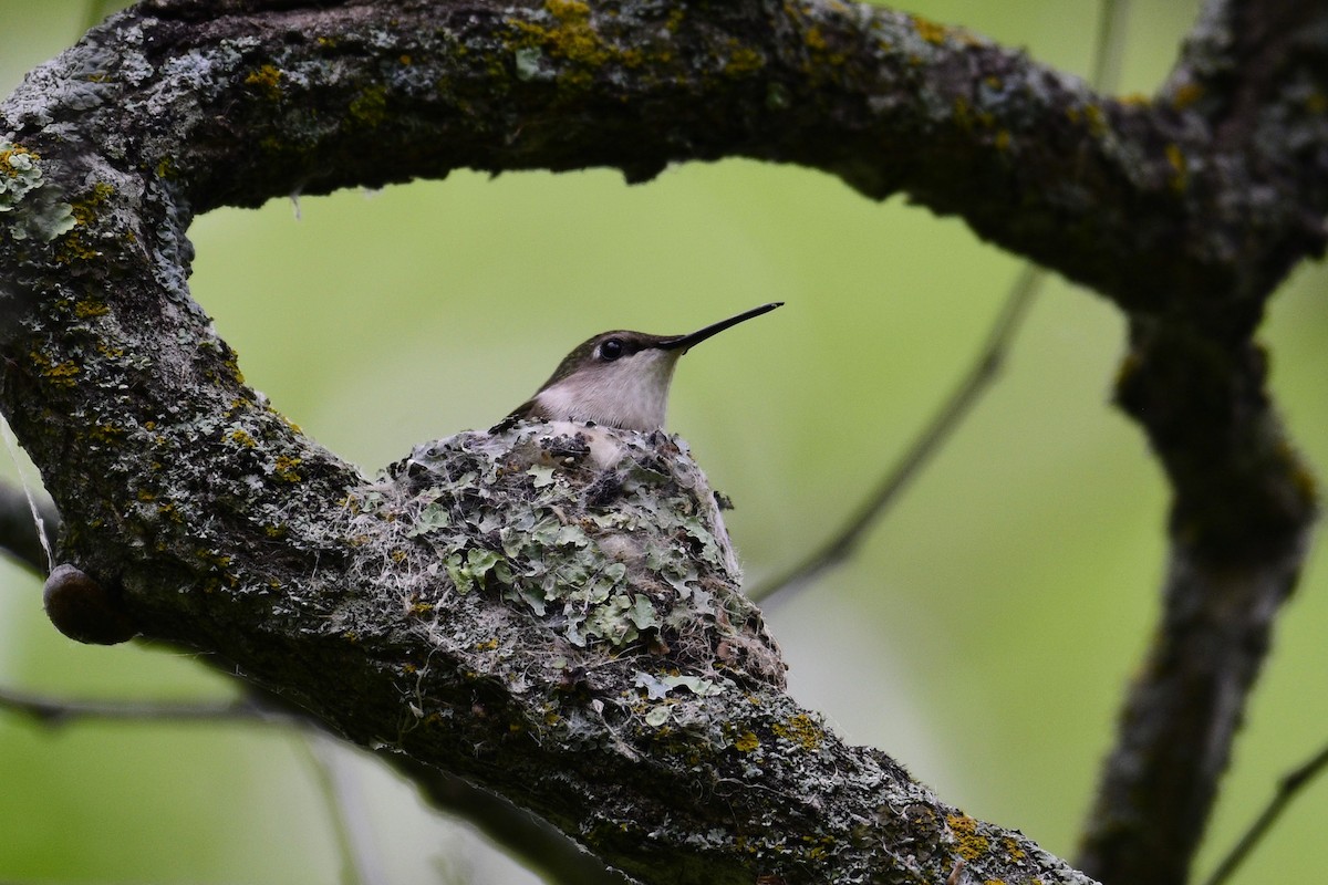 Ruby-throated Hummingbird - David de Rivera Tønnessen
