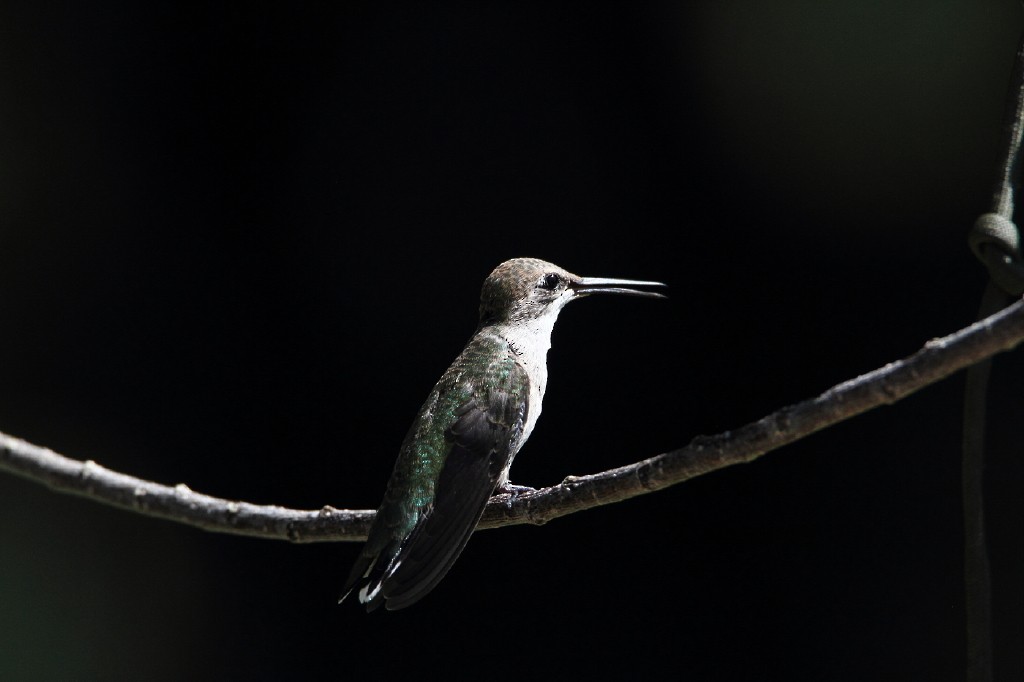 Black-chinned Hummingbird - James Cummins