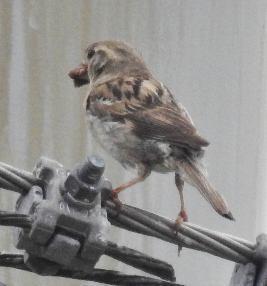 House Sparrow - ML172378591