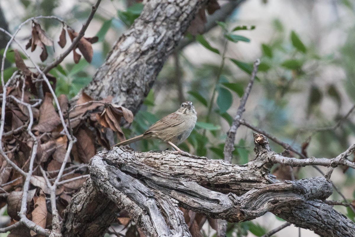 Rufous-crowned Sparrow - Fran Morel