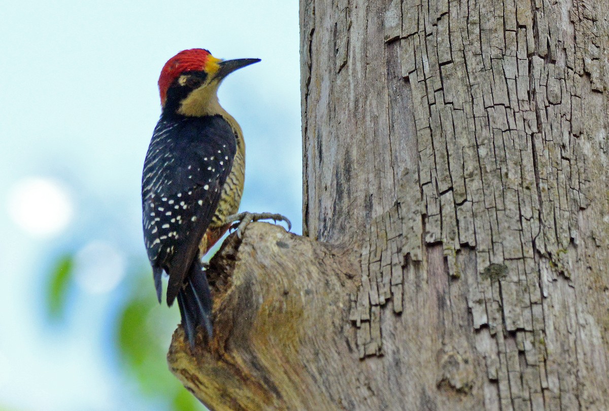Black-cheeked Woodpecker - ML172381461