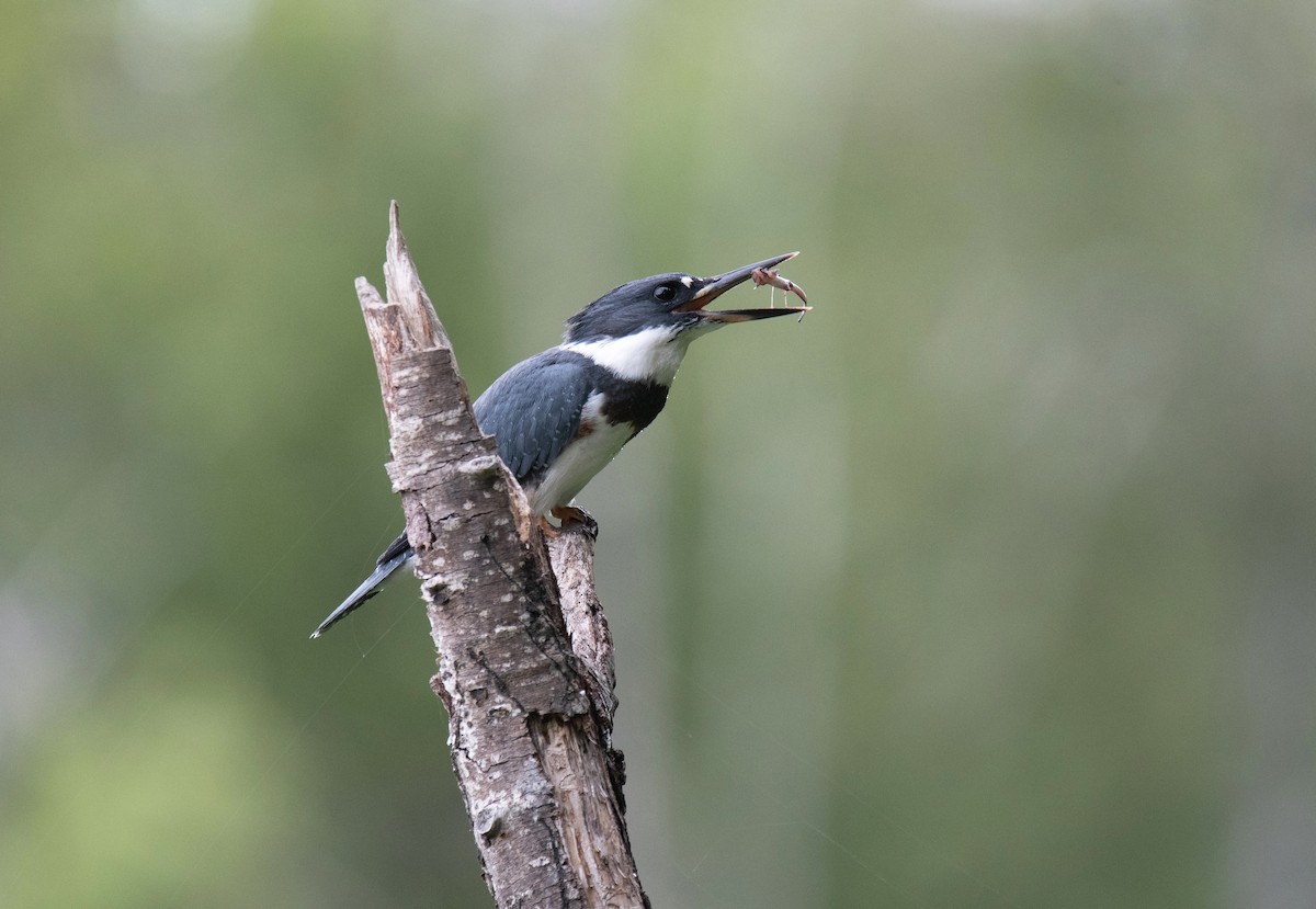 Belted Kingfisher - Robert Plante