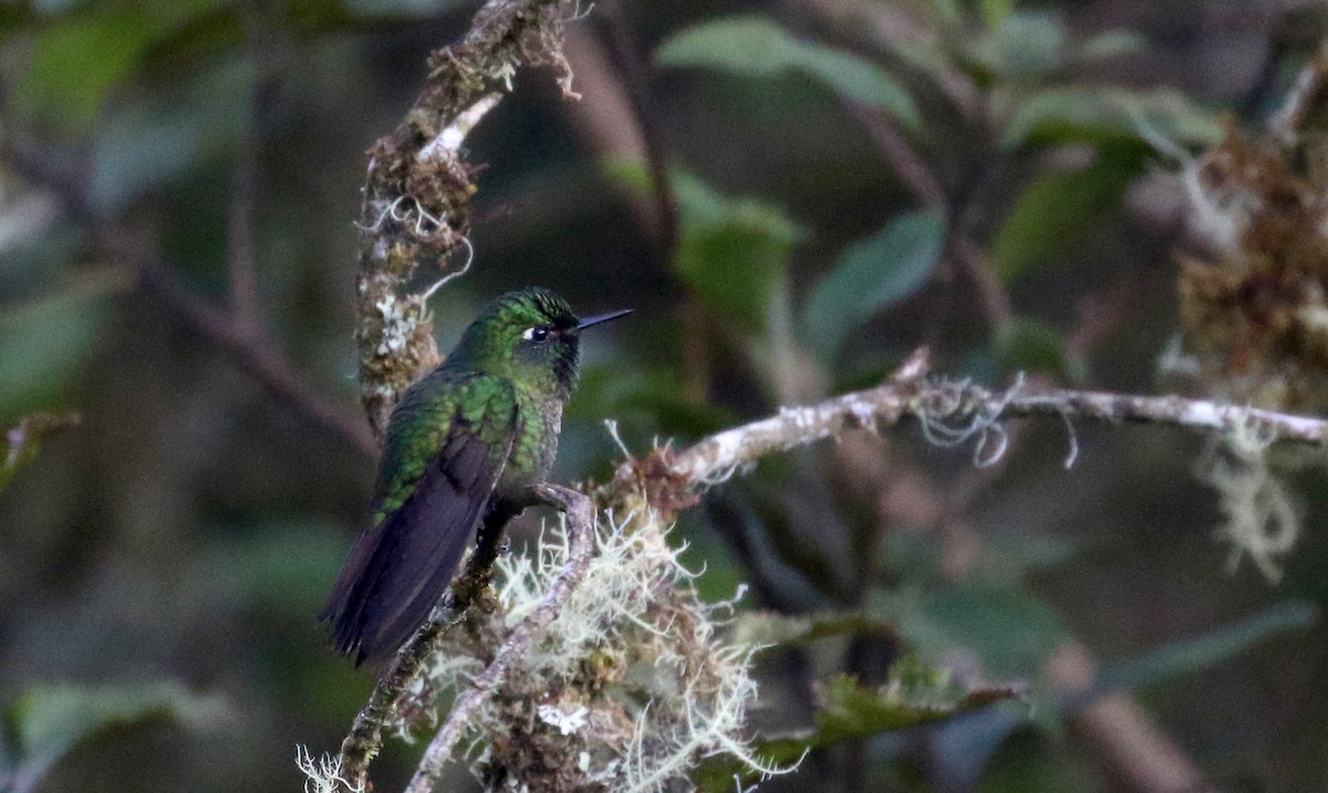 kolibřík dřišťálový (ssp. smaragdinicollis) - ML172382011