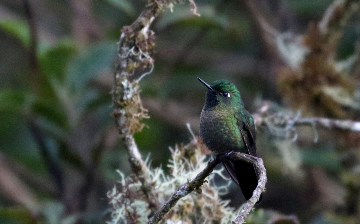 kolibřík dřišťálový (ssp. smaragdinicollis) - ML172382041