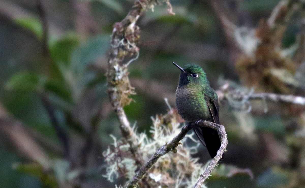 kolibřík dřišťálový (ssp. smaragdinicollis) - ML172382051