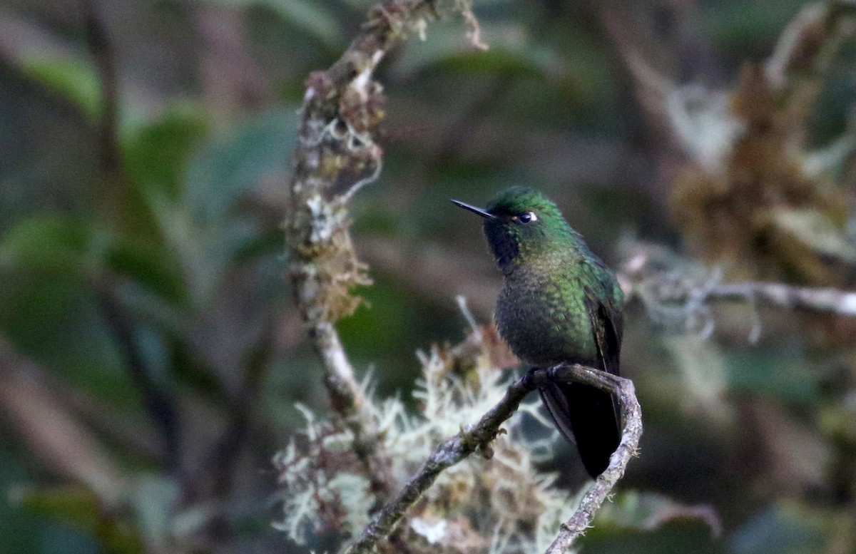 kolibřík dřišťálový (ssp. smaragdinicollis) - ML172382081