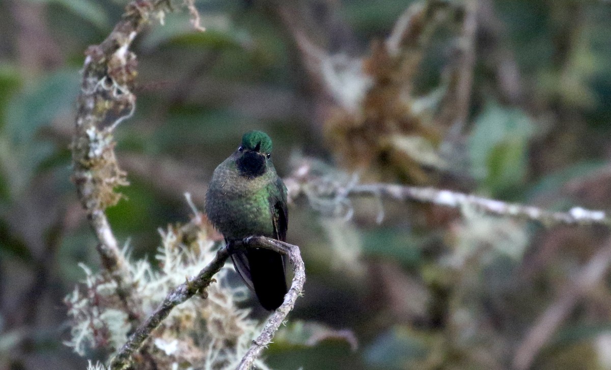 kolibřík dřišťálový (ssp. smaragdinicollis) - ML172382091