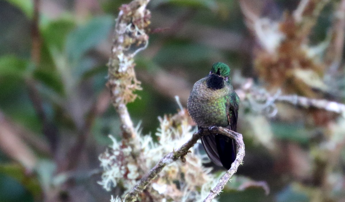 kolibřík dřišťálový (ssp. smaragdinicollis) - ML172382111