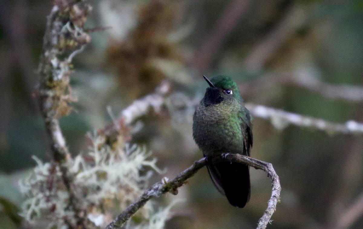 kolibřík dřišťálový (ssp. smaragdinicollis) - ML172382121