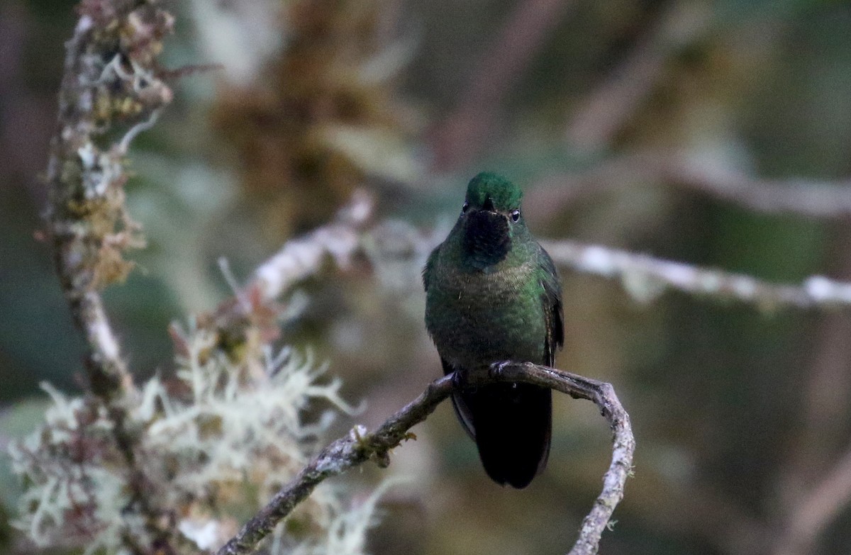 kolibřík dřišťálový (ssp. smaragdinicollis) - ML172382161
