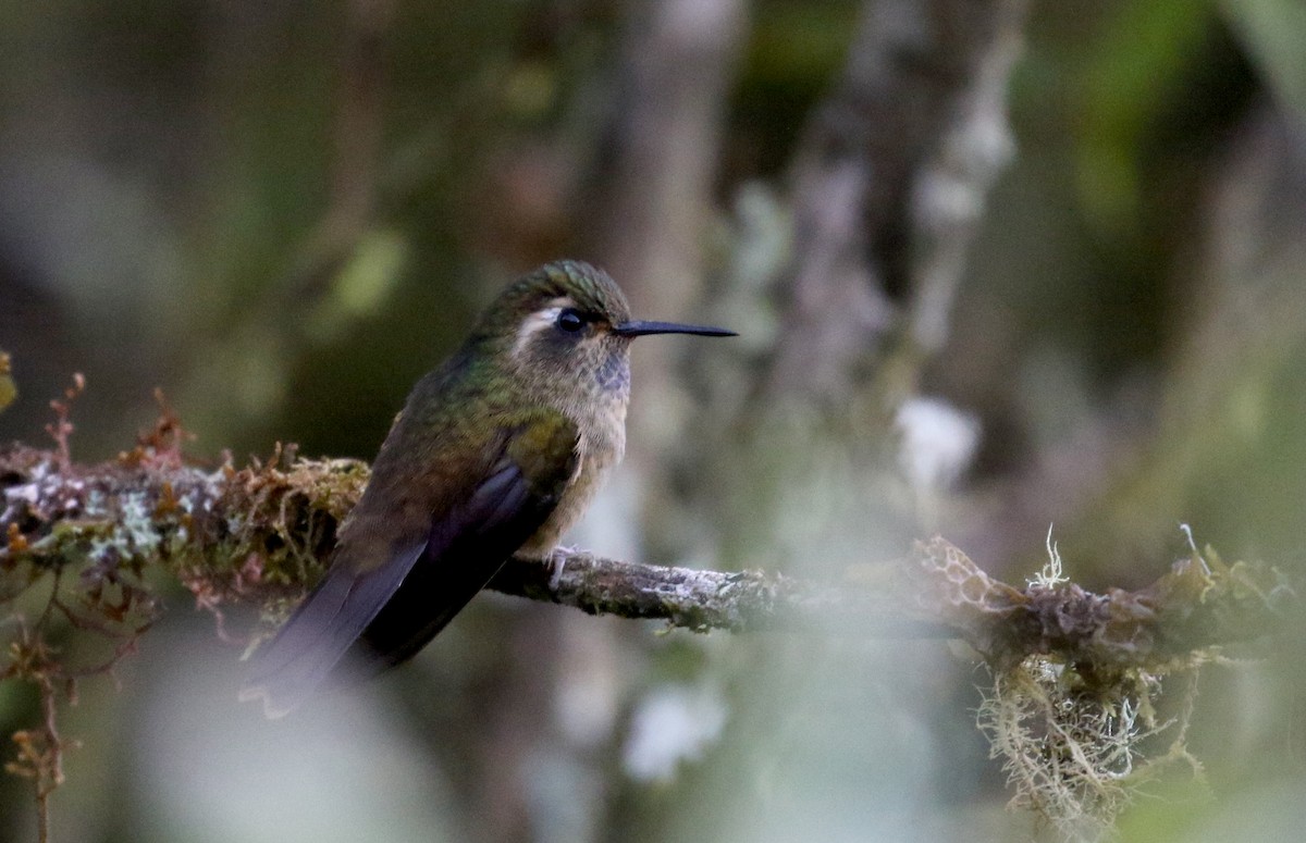 Speckled Hummingbird (inornata) - ML172382181
